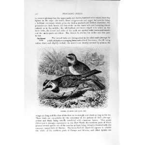   NATURAL HISTORY 1894 95 HORNED SHORE LARK BIRD PRINT