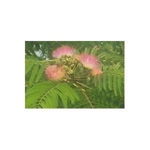  Mimosa (Silk Tree), 5 6 Foot Tree Patio, Lawn & Garden