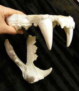 Huge liger lion tiger teeth cast taxidermy replica  