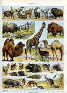 Wild and Domestic Animals Mammals French 1920s Original Antique Color 