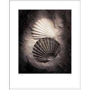  Scallops Poster Print