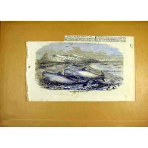    Shoal Whales Solway Firth Mammals Animal Print 1855