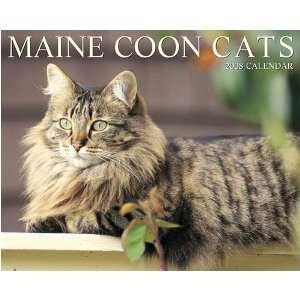  Maine Coon Cats 2008 Wall Calendar