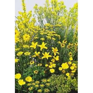  Yellow Perennial Garden 50 Seed/Seeds   Medium Height 
