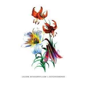  Vintage Art Lilium Myhiophyllum L. Sutchuenense   03622 2 