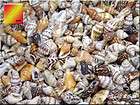 sea shells bulk  