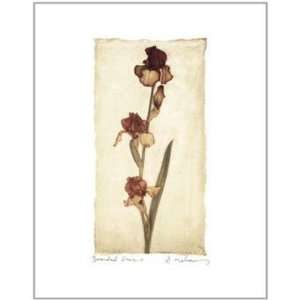  Bearded Iris    Print