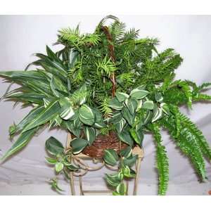  Dracaena, Tradescantia & Fern Basket