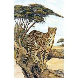  Cheetah Gazing Poster Print