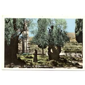 1950s Vintage Postcard Garden of Gethsemane Jerusalem (Jordan) Israel