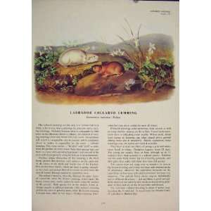  Labrador Collared Lemming Rodent Rat Mouse Color Print 