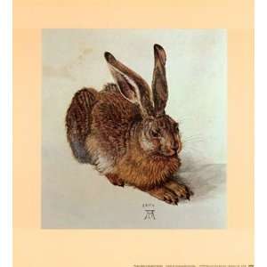  Young Hare by Albrecht Durer 11x13