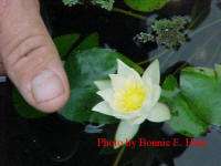 Helvola miniature hardy water lily grower direct zone 3 or higher 