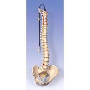 Anatomical Classic Flexible Spine  Industrial & Scientific