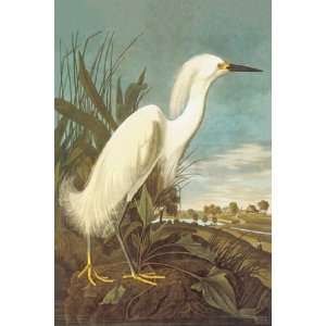  Snowy Egret by John Woodhouse Audubon 12x18 Kitchen 