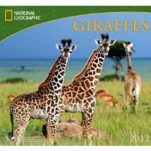  Giraffes   National Geographic 2012 Wall Calendar Office 