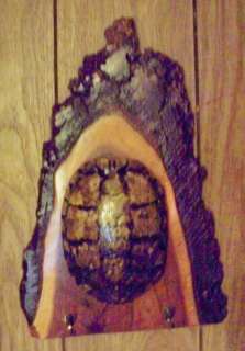 Real Colorful Red Eared Turtle Shell On Wooden Wall Plaque  