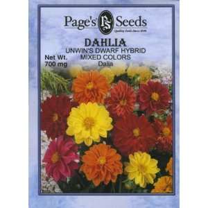 Dahlia, Unwins Dwarf Hybrid Patio, Lawn & Garden