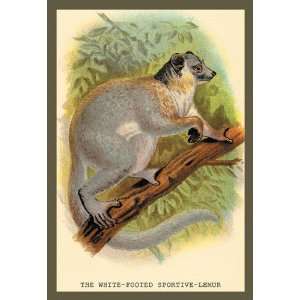    The White Footed Sportive Lemur 24x36 Giclee