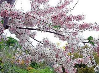 50 Apple Blossom Tree,Cassia bakeriana,Pink Shower Tree  