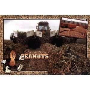   Postcard 13172 Peanuts & Tractor Case Pack 750 