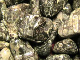 Tumbled Stones Polished Turritella Agate  