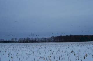 2012 2013 Guided Duck and/or Goose Hunts   BOOK NOW AND SAVE  