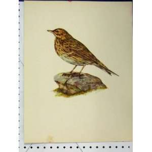  Larousse Animal Portrait 1977 Brown Speckled Bird Print 