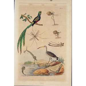  Bird Insect Beetle Courlis Couroucou Cousin Old Print 