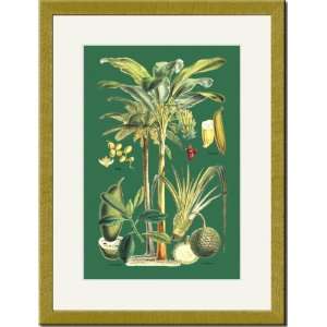    Gold Framed/Matted Print 17x23, Plants Used as Food