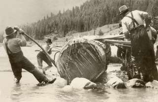 1940 men logging pine log large photo logger picture  