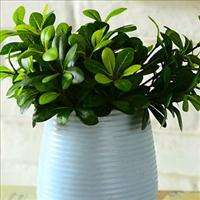 Small Decorative Artificial Green Bay Stem Plant Bush Flower 1pcs 