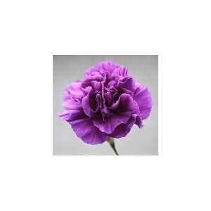 Bulk Carnations  Purple  400 Grocery & Gourmet Food
