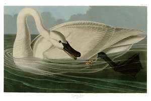 No. 406 Trumpeter Swan Huge Audubon Print  
