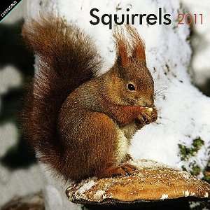  Squirrels 2011 Wall Calendar