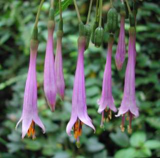 Extremely rare   Beautiful Fuchsia juntasensis   Unusual lilac blooms 