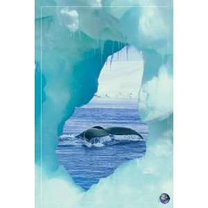  Save Our Planet Whale Tail Poster 24x36 