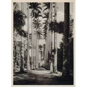  1931 Palm Trees Alley Walkway Rio de Janeiro Brazil 