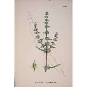  Yeallow Marsh Dock Flower Plant Antique Print C1878
