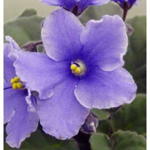  Moloki African Violet Plant   4 Pot   In Full Bloom 