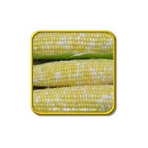      Bulk Bi Color Hybrid Sweet Corn Seeds Patio, Lawn & Garden