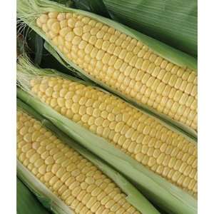  Corn, Jubilee Hybrid 1 Pkt. (200 seeds) Patio, Lawn 