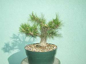 Japanese black pine bonsai stock(1pn831st)Nice size  