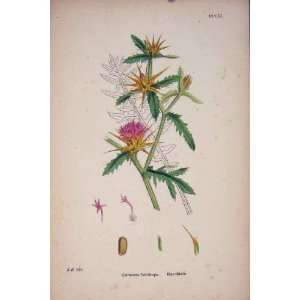  Star Thistle Flower Plant Colour Fine Art Antique Pri 