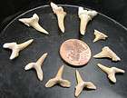 10 Natural African Fossil Shark Sharks Tooth Teeth A