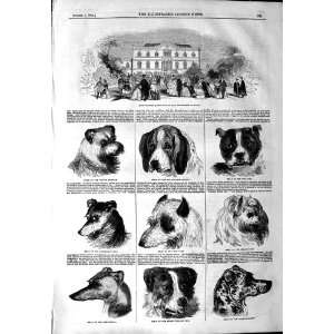   1844 BISHOPSTHORPE ARCHBISHOP YORK DOGS TERRIER WOLF