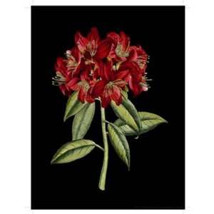    Crimson Flowers on Black II by Vision studio 9x12 
