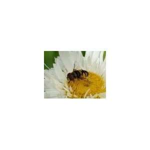  *LOOKING for GIANT SHASTA DAISY 25 SEEDS #1001 Patio 