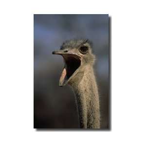 Ostrich Calling Africa Giclee Print 
