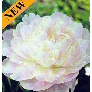  Moonstone Peony Patio, Lawn & Garden